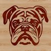 A detailed illustration of a Bulldog's head from the front view, suitable for various design purposes.