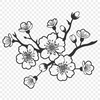 Beautiful Sakura Flower Blooms A single cherry blossom in full bloom with five delicate petals, ready for use as vector art.