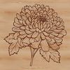 Blooming Florals Illustration A detailed illustration of a blooming Chrysanthemum flower with intricate petals.