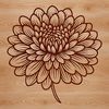 Chrysanthemum Flower Illustration A detailed illustration of a blooming Chrysanthemum flower with layered petals, suitable for vector art and design projects.
