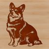A small to medium-sized dog breed sitting on its hind legs, with a sturdy build and short stature.
