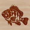 Small Panfish Graphic Design A detailed illustration of a crappie fish, a small freshwater species.