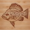 Crappie Fish Vector Graphics Illustration of a crappie fish, a small freshwater game fish species.