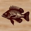 A detailed illustration of a Crappie fish, suitable for vector art and cutting machine designs.