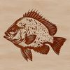 Illustration of a crappie fish, a type of freshwater fish found in North America.