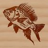 Small Freshwater Fish Illustration A detailed illustration of a small freshwater fish with a rounded body and pointed fins.