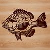 A detailed illustration of a freshwater fish, specifically the crappie species, suitable for vector designs.