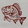 A detailed illustration of a Crappie fish in vector format.