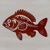Illustration of a crappie fish, a common freshwater species.