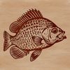 Blue Beauty Fish Illustration A detailed illustration of a crappie fish in various shades of blue and white.