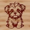 A small dog breed with a distinctive appearance, sitting on its hind legs.