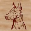 A high-quality vector illustration of a Doberman Pinscher's head, suitable for various design projects.