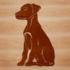 A sitting Doberman Pinscher, a popular breed of domesticated dog.