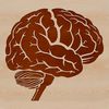 A detailed illustration of the human brain, highlighting its key structures and anatomy.