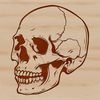 A stylized 2D illustration of a human skull.