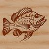An illustration of a wild crappie fish in aquatic environment.