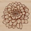 A detailed illustration of a Chrysanthemum flower, suitable for graphic design and crafting.
