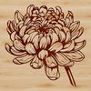 A high-quality digital illustration of a chrysanthemum flower, suitable for use in gardening or floral designs.
