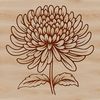 Lovely Chrysanthemum Blooms in Bloom A detailed illustration of a chrysanthemum flower, suitable for gardening and floral design.