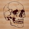 Skull Illustration A detailed illustration of a skull, suitable for various graphic designs and crafts.
