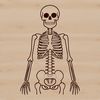 An SVG vector graphic representation of a single human skeleton figure with anatomical details.