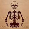 Geometric Skeleton Illustration An illustration of a human skeleton in a simple, geometric style.