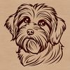 A detailed illustration of a Havanese dog's head from various angles.