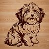 Free Vector Image of a Sitting Havanese Close-up of a sitting Havanese dog face designed as clip art.
