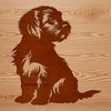 A small Havanese dog sitting on a background with white space.