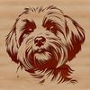 Sweet Small Dog Illustration A small to medium-sized dog breed with a fluffy coat and sweet expression.