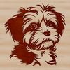 Friendly Small Dog Breed Portrait Line drawing of a Havanese head, a popular small dog breed