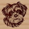 Portrait of a small breed dog with a curly coat.