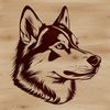 A portrait of a Siberian Husky dog's head.