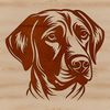 A close-up of a Labrador Retriever's head with its distinctive features.