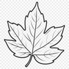 Nature Illustration - Single Maple Leaf A detailed illustration of a single maple leaf with veins and edges.