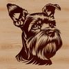 Miniature Schnauzer Portrait with Distinctive Features Portrait of a small-sized Miniature Schnauzer dog breed with distinctive beard and eyebrows.