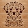 Morkie Pup Portrait A cute small dog breed called a Morkie's head.