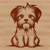 Cute Morkie Breed Profile A small dog breed sitting on its hind legs, featuring a cute morkie with a sweet expression.