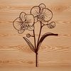 Single Orchid Flower Close-Up A detailed illustration of a single orchid plant with three petals and a prominent center.