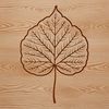 A stylized illustration of a single leaf with veins and edges defined.
