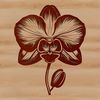 An illustration of a delicate orchid flower with intricate petals and details.