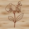 A detailed illustration of a tropical orchid flower in various stages of bloom.