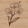 A detailed illustration of a single white orchid flower with long stem and delicate petals.