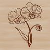 A high-resolution vector graphic illustration of a delicate orchid flower with intricate details.