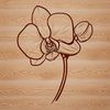 Delicate Orchid in Full Bloom A highly detailed, digital illustration of a single orchid flower in full bloom, perfect for crafting and design projects.