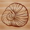 Seaside Decorations Vector An illustration of a seashell in various forms for digital design, suitable for vector art projects.
