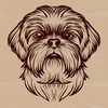 Shih Tzu Portrait Illustration A portrait illustration of a Shih Tzu's head, suitable for vector design projects.