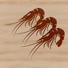 A detailed illustration of a shrimp, a small marine crustacean often used as food in various cuisines.