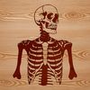 Illustration of a human skeleton in a vector format, suitable for use in graphics design.