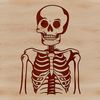 A human skeleton in vector format, suitable for cutting or laser engraving projects.